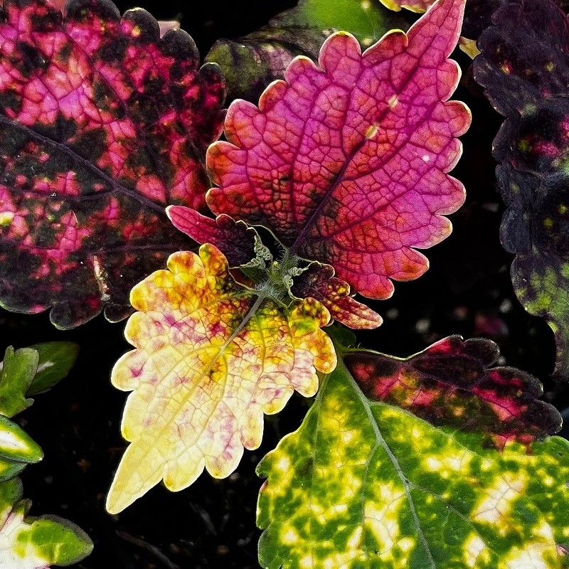 Muda de coleus rosa e amarelo