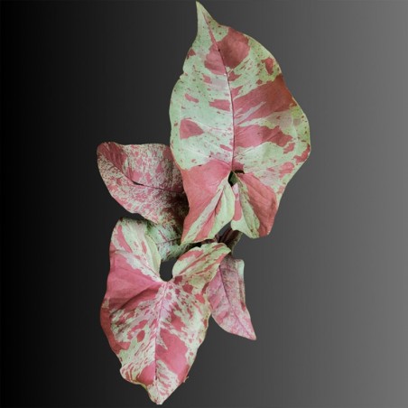 Muda de Singonio Rosa Milk Confeti