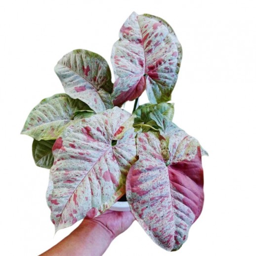 Singonio rosa milk confeti