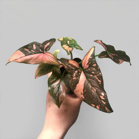 Muda de Singônio Pink Splash