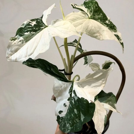 Singônio Bicolor Variegata Alba