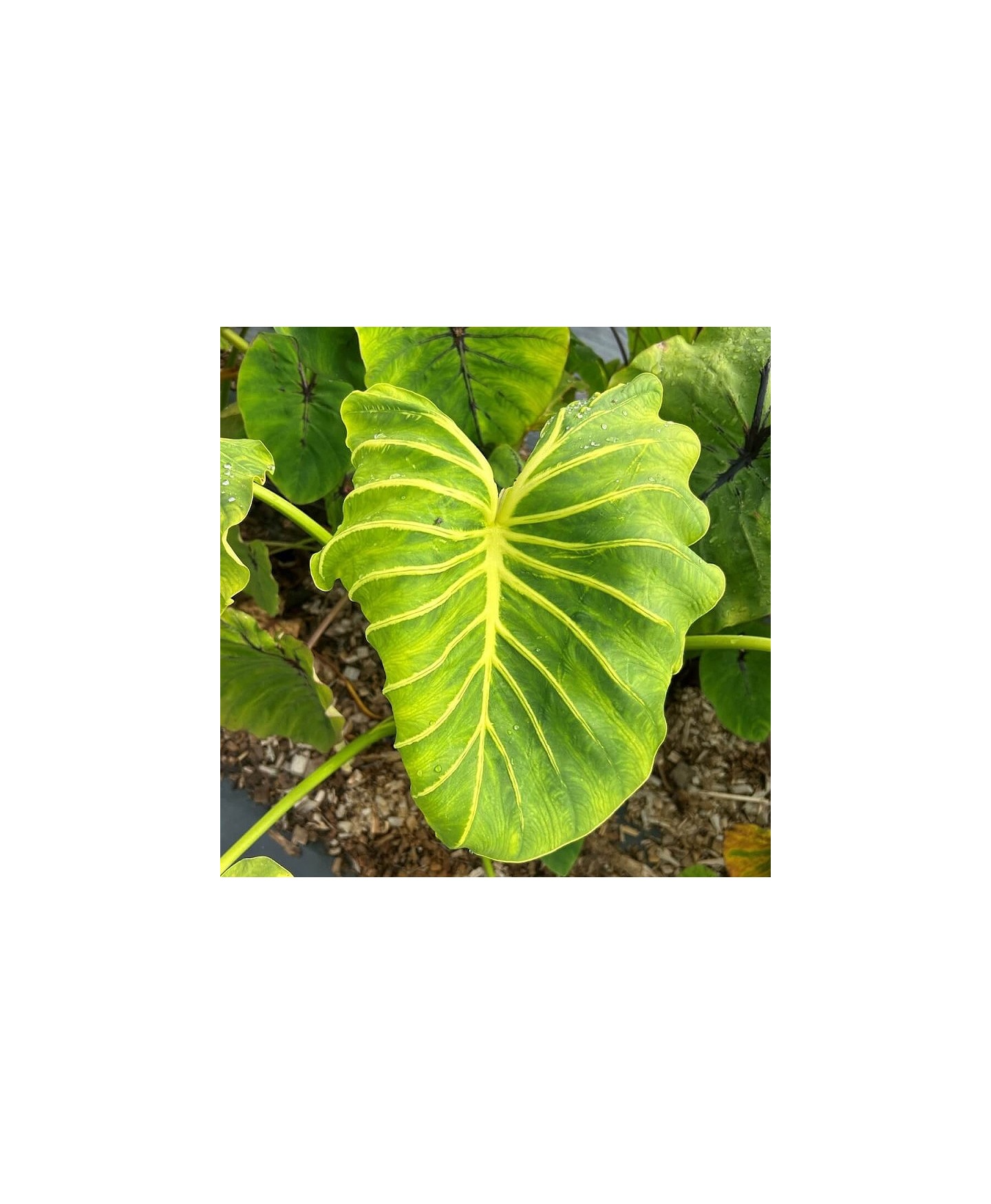 Colocasia pharaoh mask amarelo