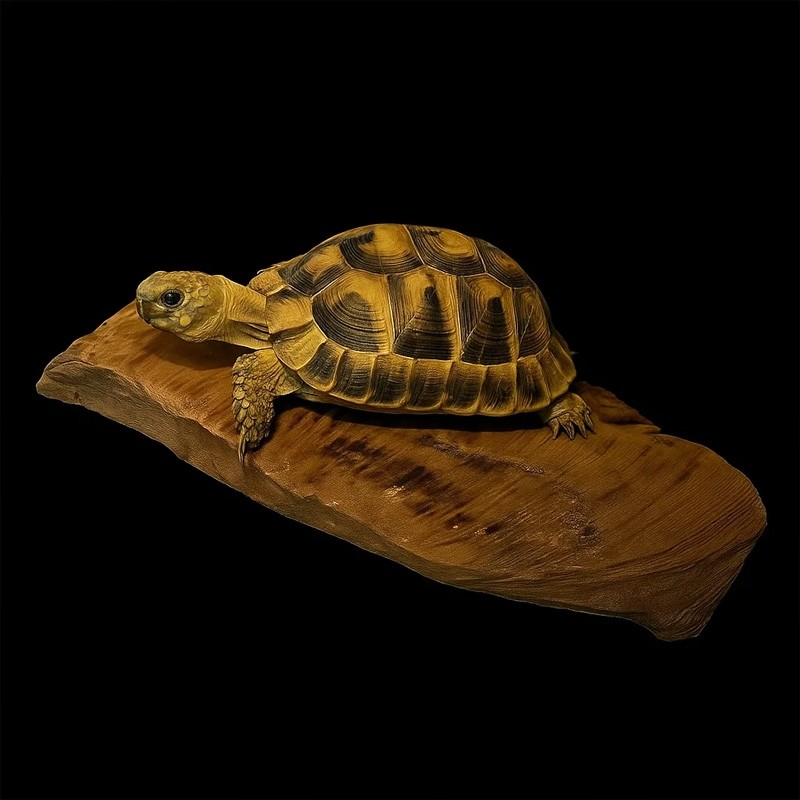 Pedra Aquecida Jabuti