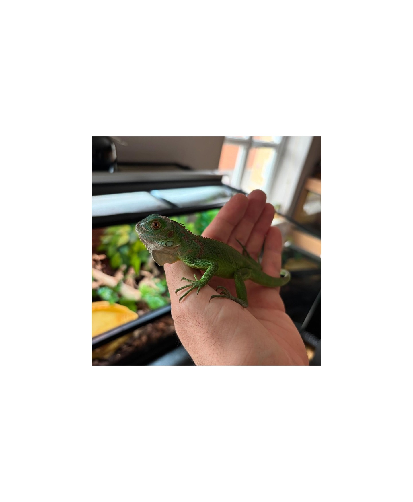 iguana legalizada preço
