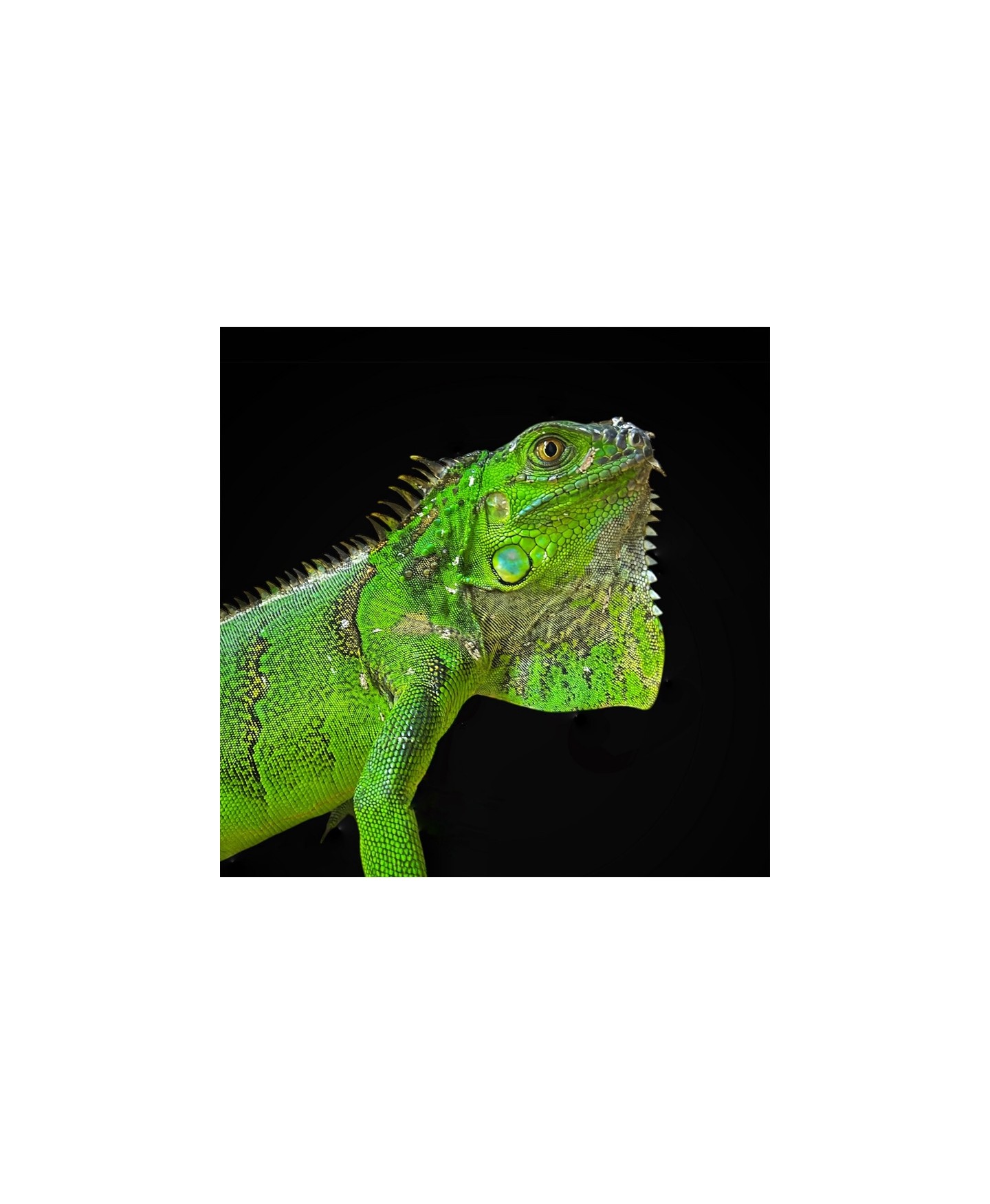 iguana legalizada pet