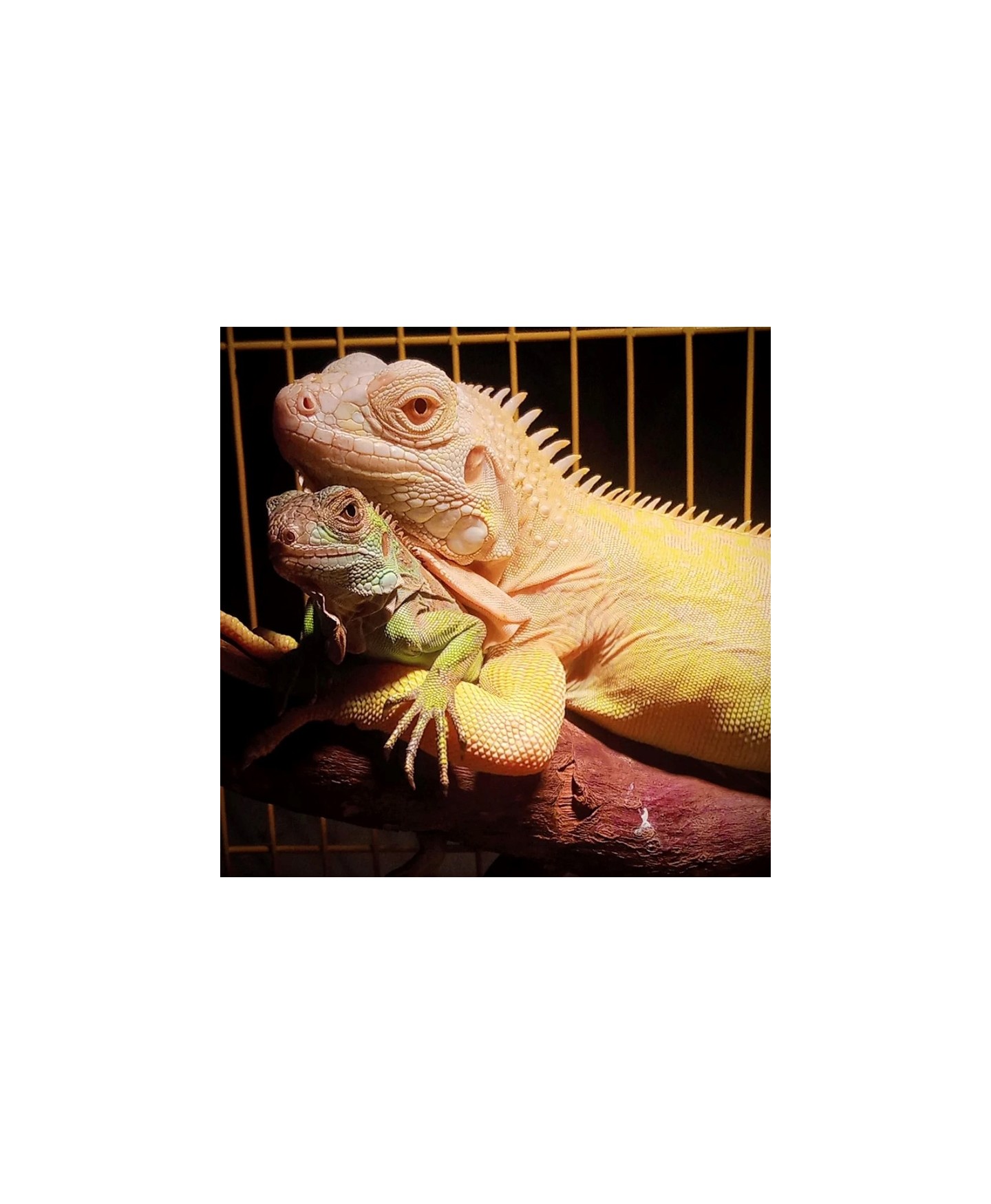 filhote iguana albina preco