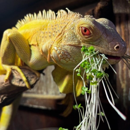 iguana albina preco