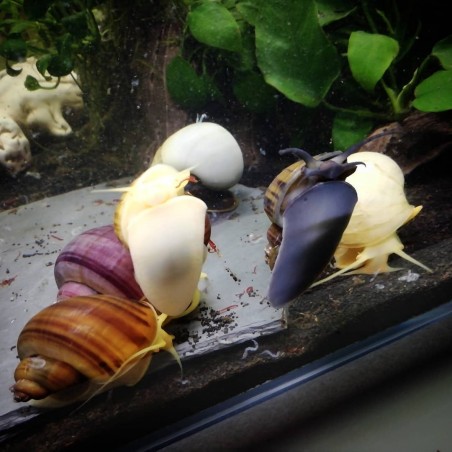 caramujo de aquário ampularia