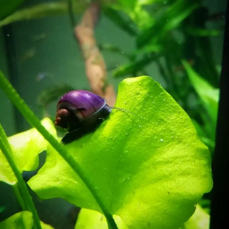 venda de ampularia roxa