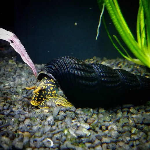 caramujo tylomelania