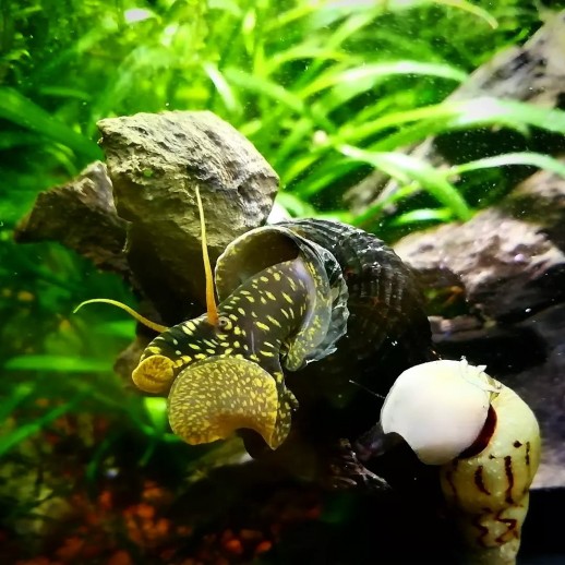 venda de tylomelania spoted