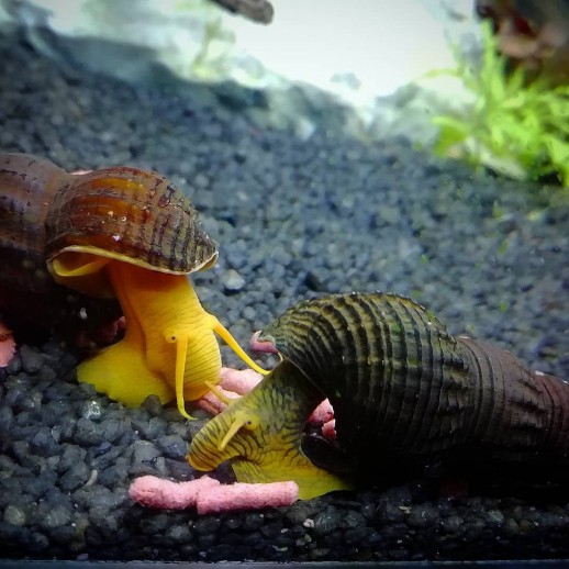 tylomelania laranjada