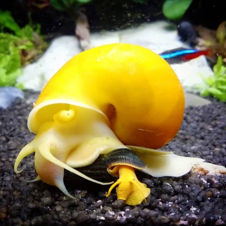 tylomelania laranja x ampularia