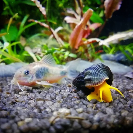 venda de tylomelania laranja