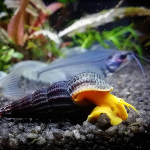 comprar tylomelania laranja