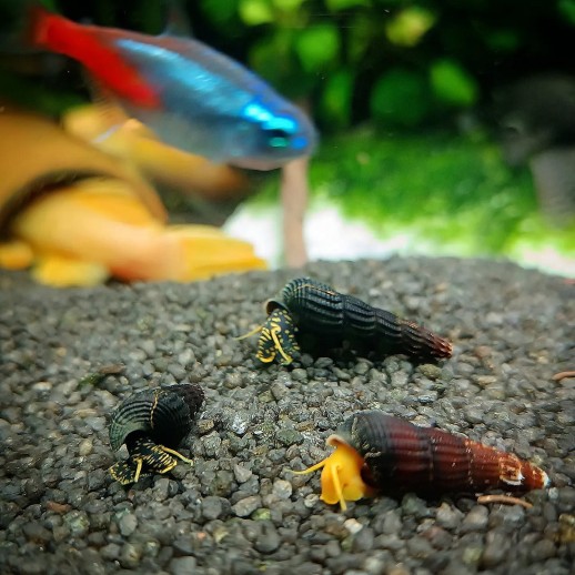 tylomelanias laranjadas