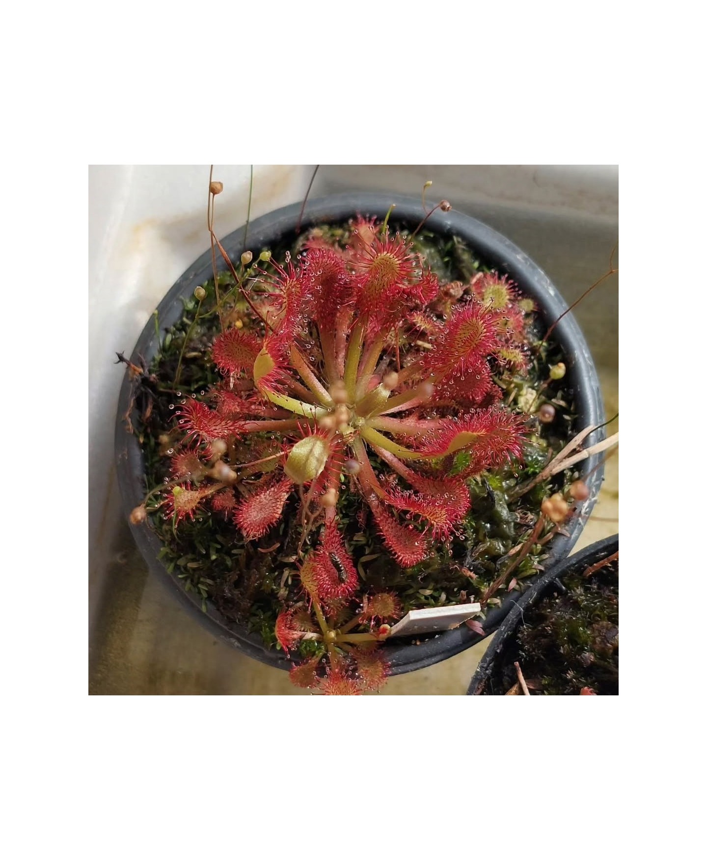 Planta Carnívora drosera capillaris
