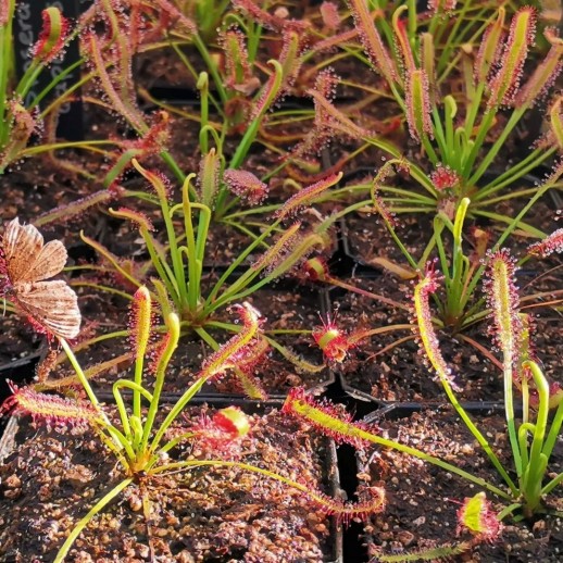 planta carnivora onde vende