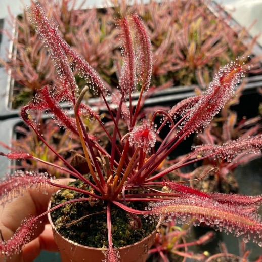 Planta Carnívora Vermelha Capensis