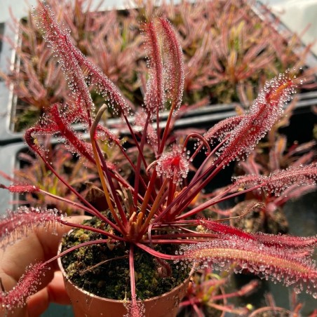 Planta Carnívora Vermelha Capensis