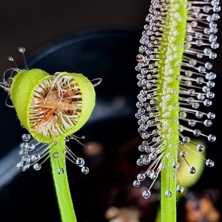 Drosera capensis alba