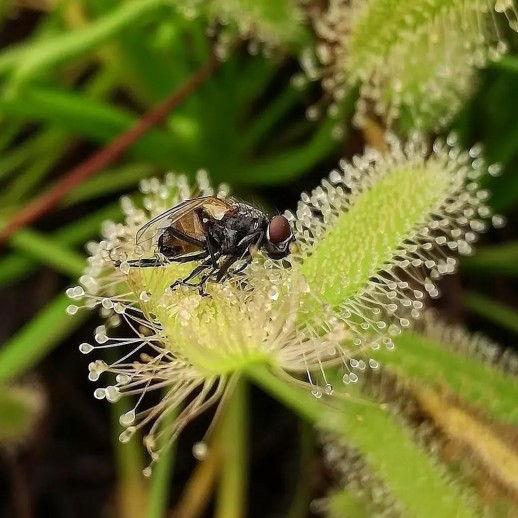 planta carnivora pegando mosca