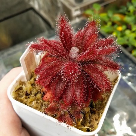 Drosera Graomogolensis