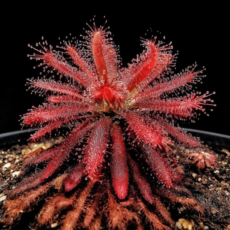 Planta carnivora Drosera Graomogolensis