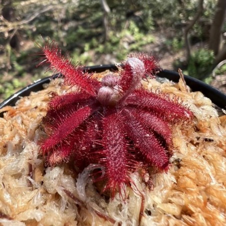 Planta carnivora vermelha Drosera Graomogolensis