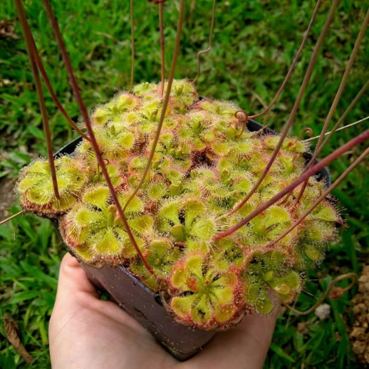 Planta Carnívora Drosera Burmanni