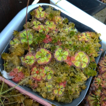 Mudas de Plantas Carnivora Burmanni Green