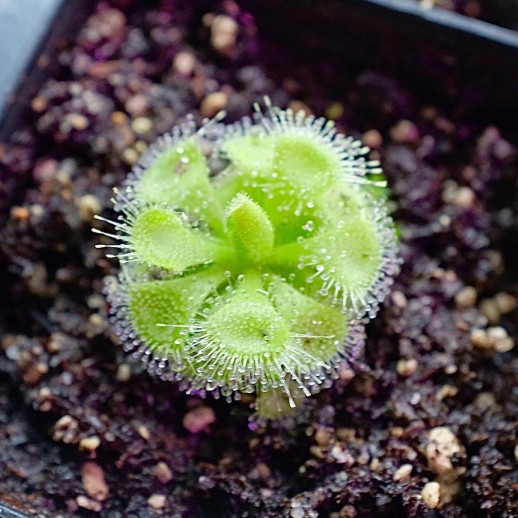 Drosera Burmanni Green