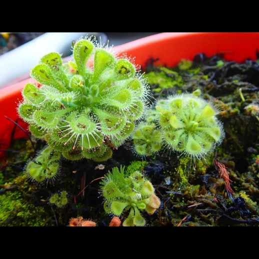 planta carnivora burmanni verde