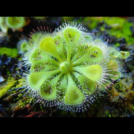 drosera burmanni green