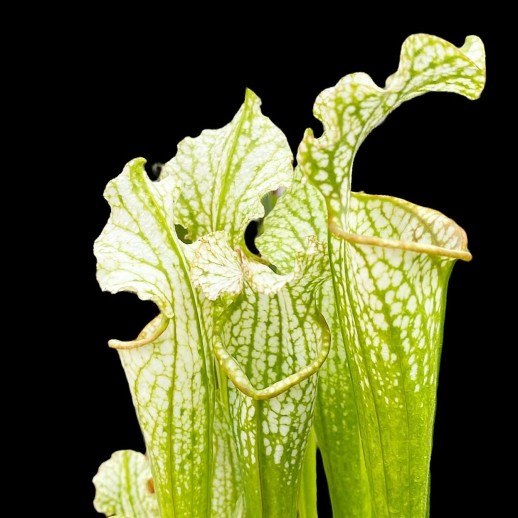 Planta Carnívora -...