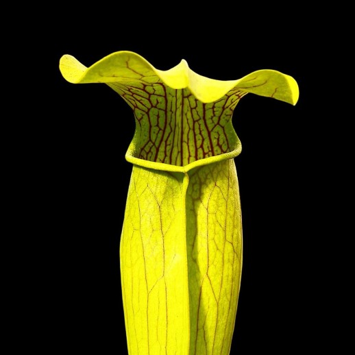 Planta Carnívora Sarracenia Alata