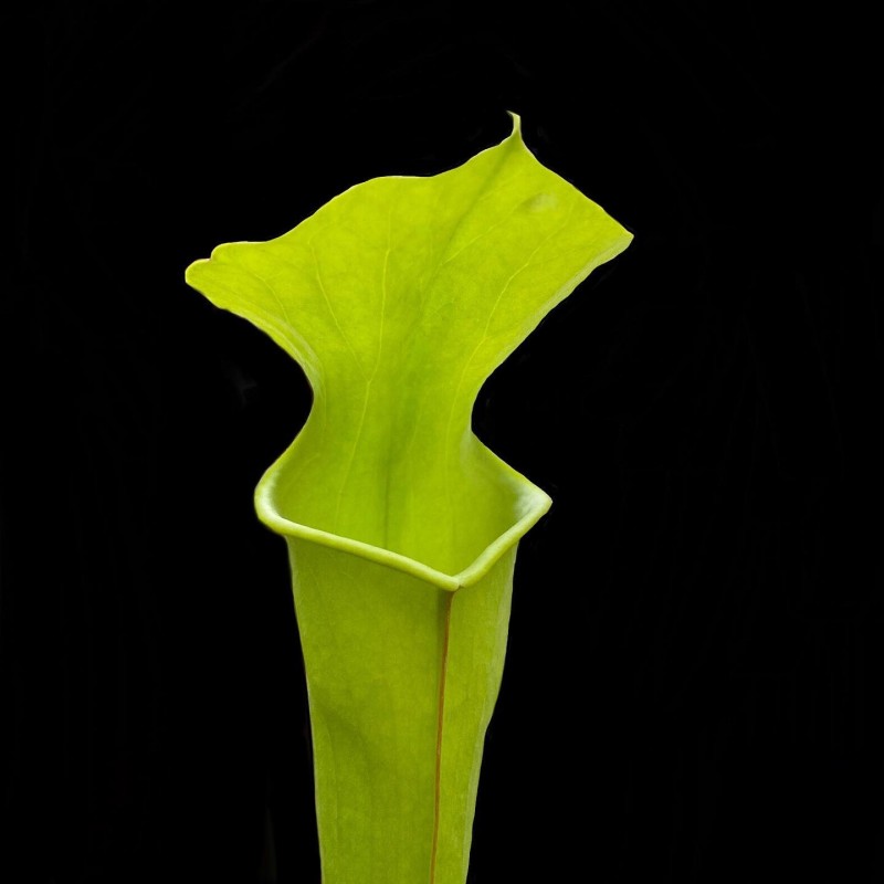 Planta Carnívora Sarracenia flava máxima