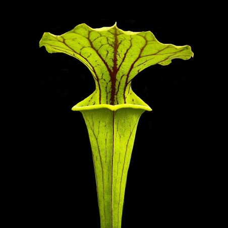 Planta Carnívora Sarracenia Verde