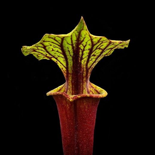 planta sarracenia a venda