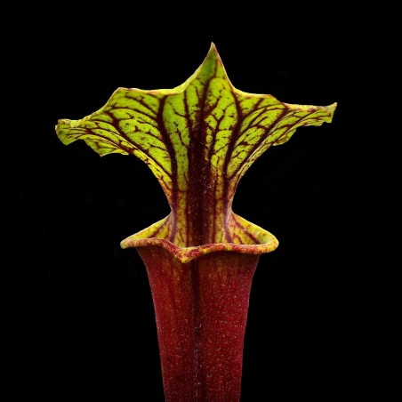 planta sarracenia a venda