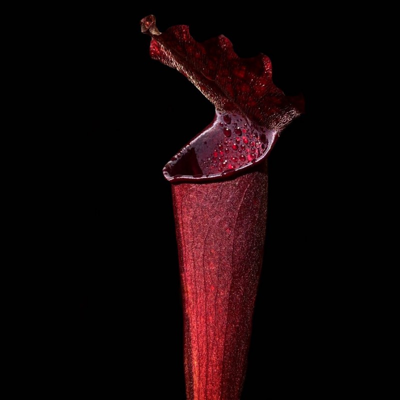 sarracenia planta carnivora colecionador