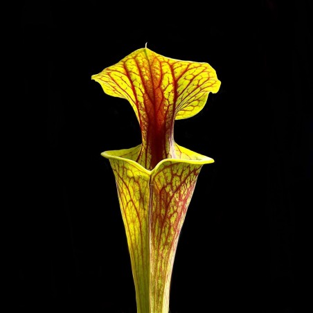 sarracenia planta carnivora rara