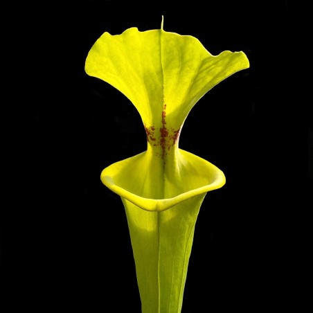 Planta carnivora sarracenia verde