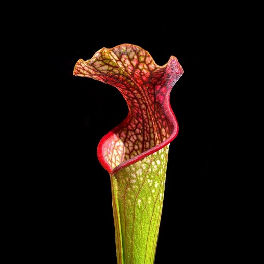 venda de sarrecenia planta carnivora