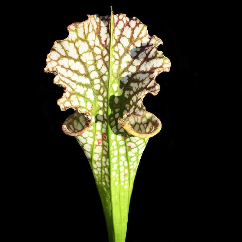 onde comprar sarracenia planta carnivora