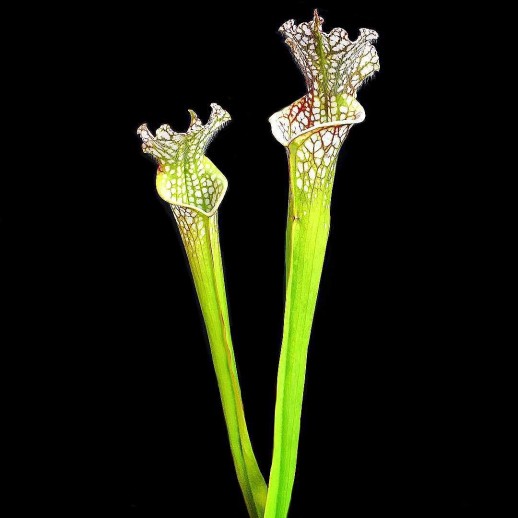 mudas de planta carnivora sarracenia em sp