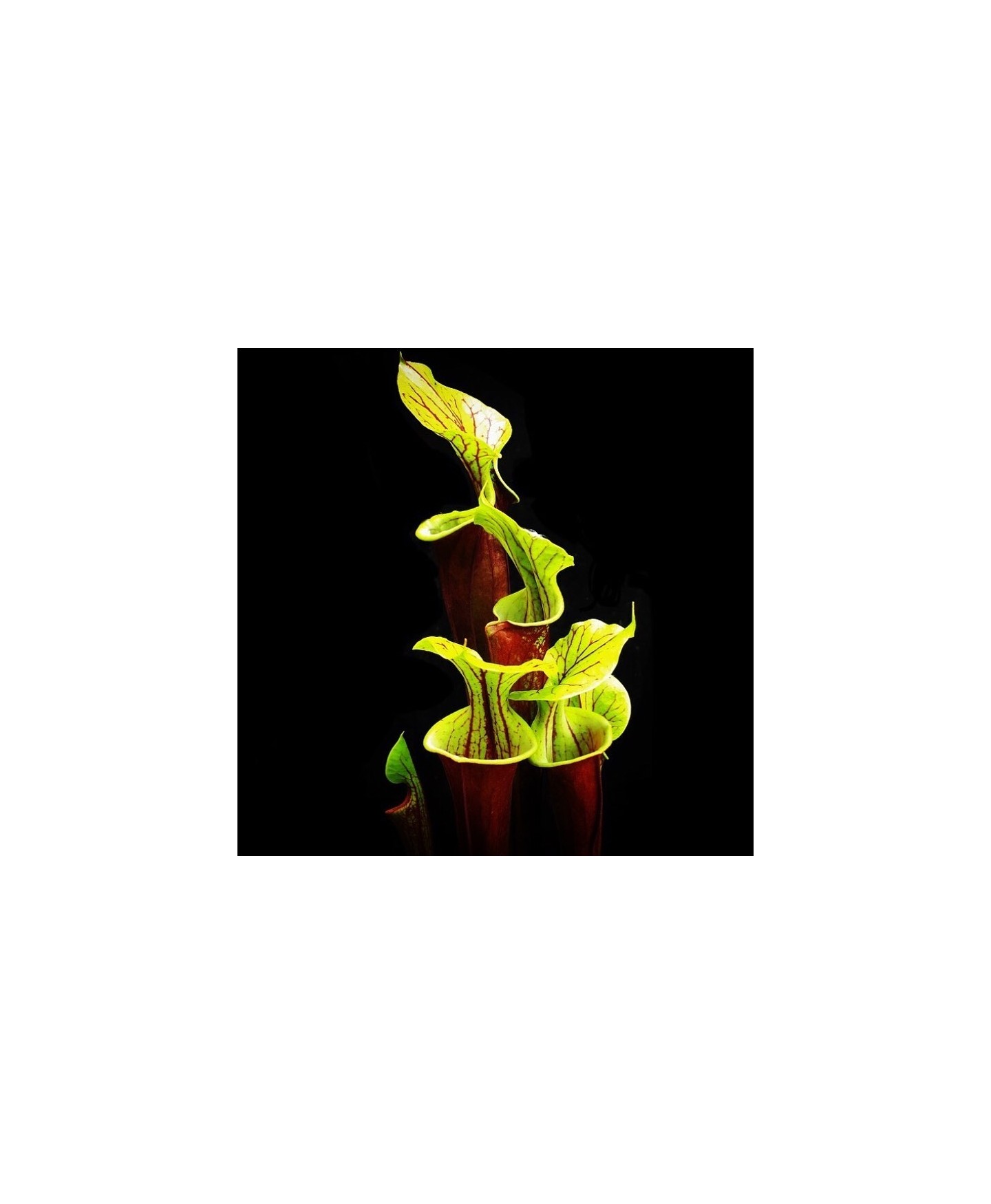 Sarracenia Planta Carnívora