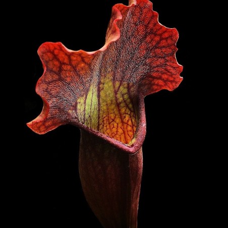 planta carnívora em sp