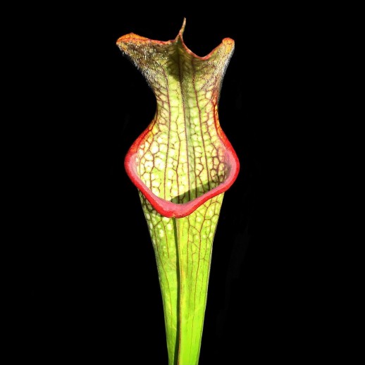 Coleção de Sarracenia Planta Carnívora