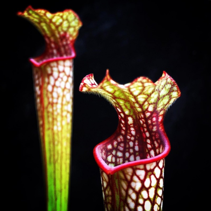 Planta Carnívora Jarro